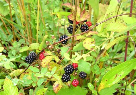 How to Grow Blackberries Step by Step