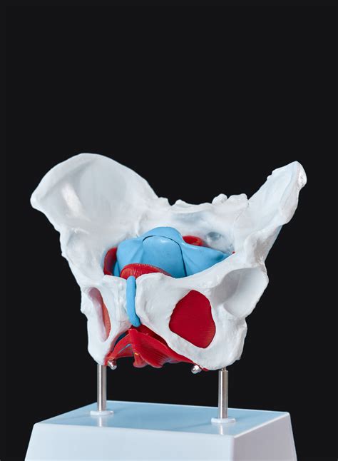 Understanding Male Pelvic Floor Dysfunction: Symptoms, Causes, and ...