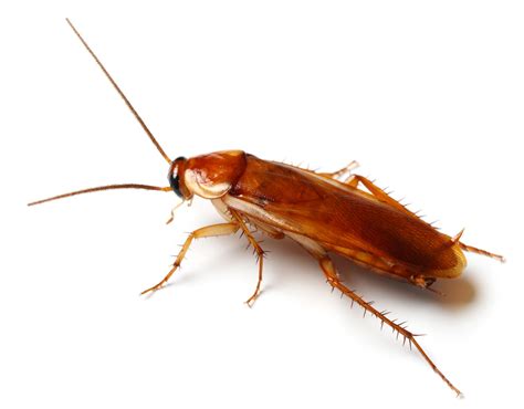 8 Types of Roaches and How to Tell Them Apart