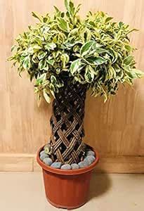 LushGreen Gardens Ficus Safari Plant - Ficus Benjamina, Weeping Fig ...