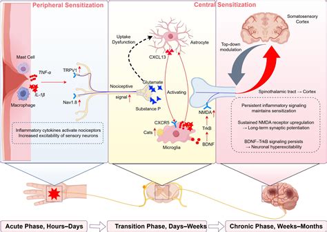 Frontiers | Decoding pain chronification: mechanisms of the acute-to-chronic transition
