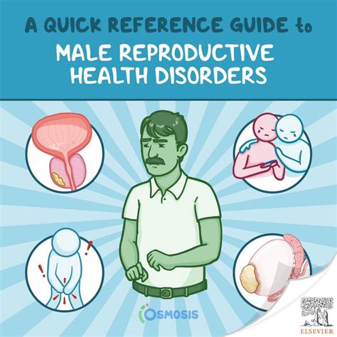 A Quick Reference Guide to Male Reproductive Health Disorders - Osmosis Blog