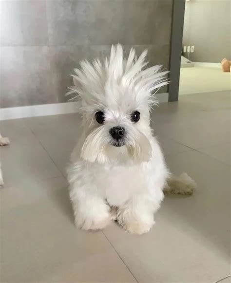 when u say something you thought was funny and you giggle a little bit and nobody else does | Fandom