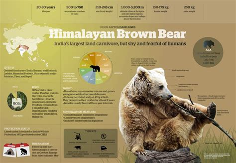 Brown Grizzly Bear Facts