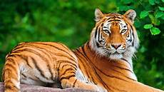 Tiger Image by Alipore Kolkata Zoo India Hd Bengal Tiger Leopard Tiger Image