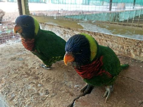 CuCkoo Birds Park (Yelagiri) - 2021 What to Know Before You Go (with ...
