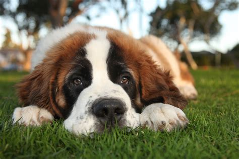 Cute St Bernard Puppies