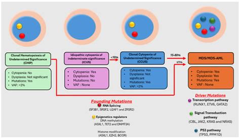 A Brief Overview of the Molecular Landscape of Myelodysplastic Neoplasms