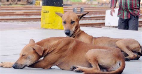Kerala Government Proposes To Set Up 'Dog Zoos' To Rehabilitate Its 3.5 ...