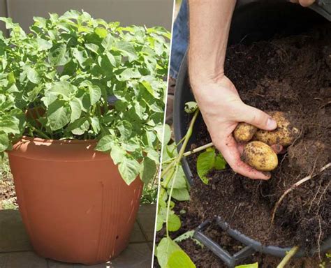Tips to Grow Potatoes at Home in Pots In Hindi | tips to grow potatoes ...