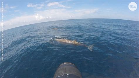 Cuvier's beaked whale breaks record with almost 4-hour dive