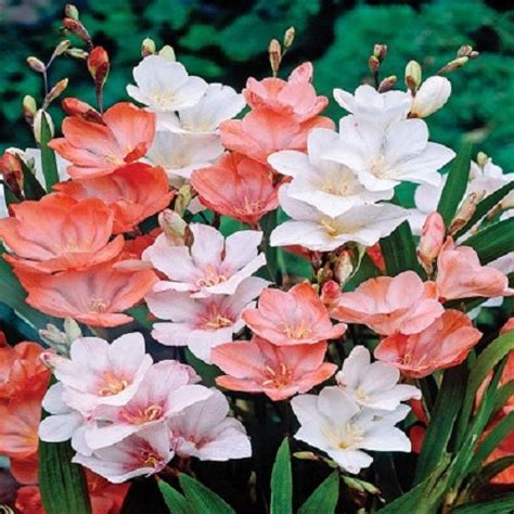 Beejwala | Buy Flower & Vegetable Seeds Online India | Nursery Plants