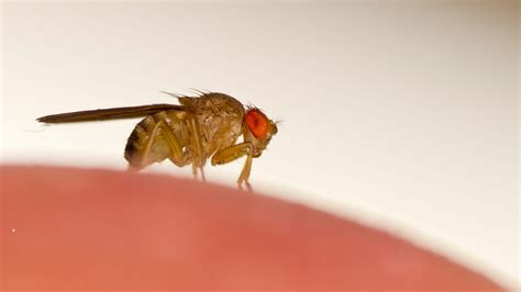 Identify & Eliminate Fruit Flies, Fungus Gnats & Drain Flies
