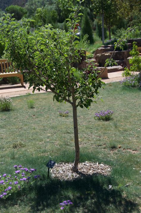 Malus domestica GINGER GOLD® - GINGER GOLD® apple | Santa Fe Botanical ...