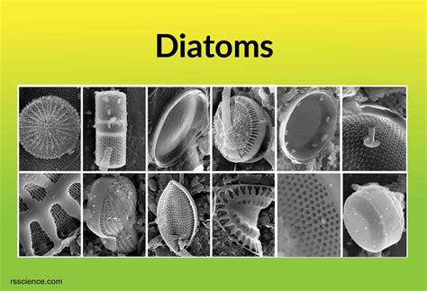 Diatoms - Rs' Science