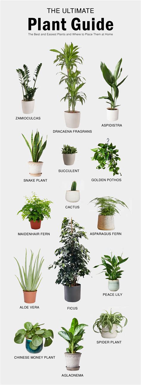 The Best Indoor Plants - Ultimate Plant Guide