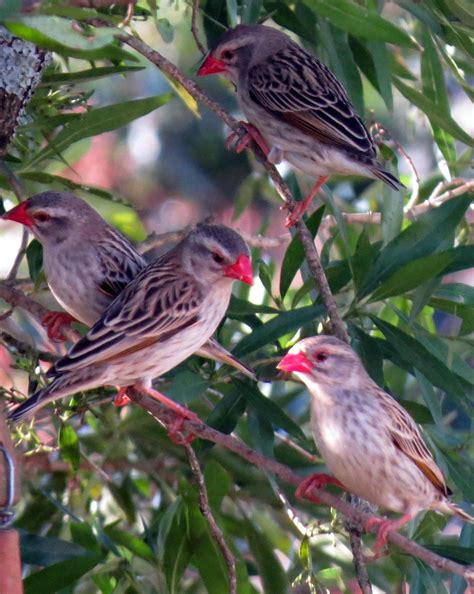 BirdsEye Photography: Review Photos