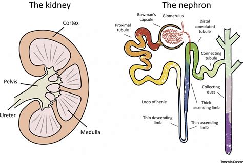 Nephron Structure