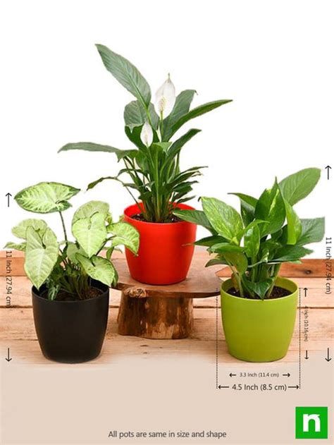Buy Air Purifying Indoor Plants for Office Desk online from Nurserylive ...