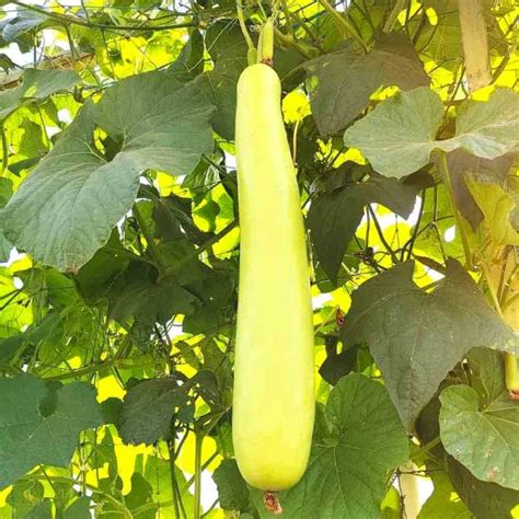 Buy Bottle Gourd (Lauki / Ghiya) Long Vegetable Seeds | Hobbyplus.in ...