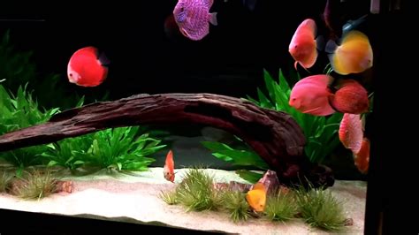 Image result for Discus Tropical Fish