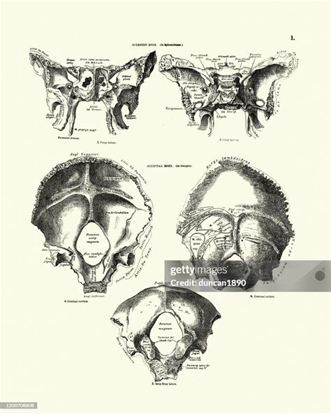 Sphenoid Bone And Occipital Bone Human Skull Victorian Anatomical ...