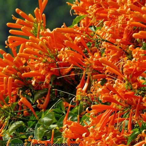 Flaming Trumpet Flowers plants – Haven plant