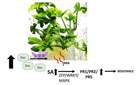 The Transcriptomic Profile of Watermelon Is Affected by Zinc in the ...