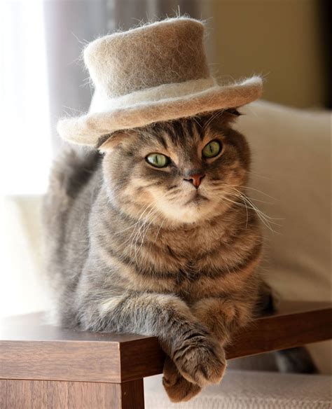 Do Cats Like Hats at George Ashcraft blog