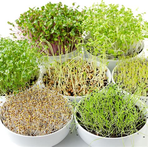 Buy Best Microgreen Seeds with Pots - Kitchen Garden Pack online from ...