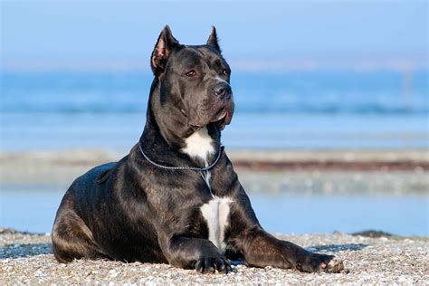 Are Cane Corso Ears Cropped