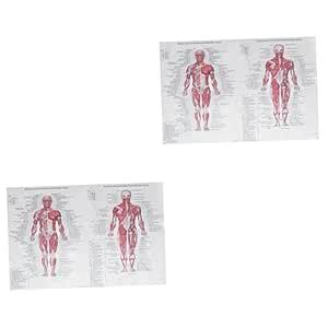 Veemoon 2pcs poster Human Anatomical Charts skeletal muscle chart ...