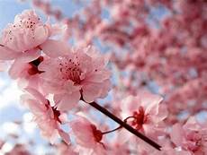 significato fiore di ciliegio fiore di ciliegio significato fiori significato fiore di ciliegio fiore di ciliegio significato fiori