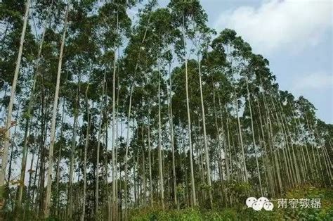 适合养成盆栽的几个桉树品种，可自己生产鲜切花，阳台上也能养好|桉树|盆栽|鲜切花_新浪新闻