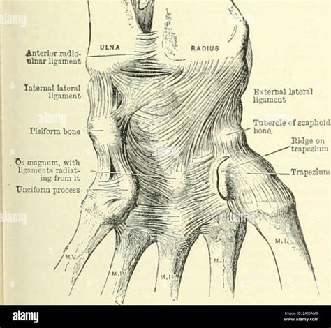 Annular ligament of radius hi-res stock photography and images - Alamy