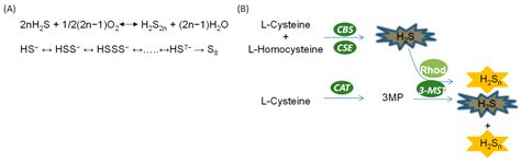 Protective Smell of Hydrogen Sulfide and Polysulfide in Cisplatin ...