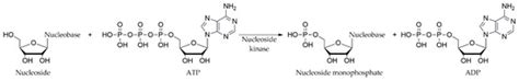 Enzymatic Synthesis of Modified Nucleoside 5′-Monophosphates