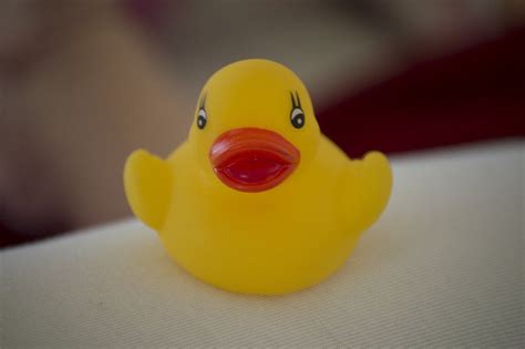 Image result for Rubber duck debugging Programming