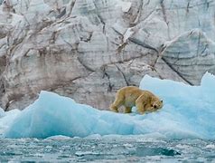 Polar 的图像结果