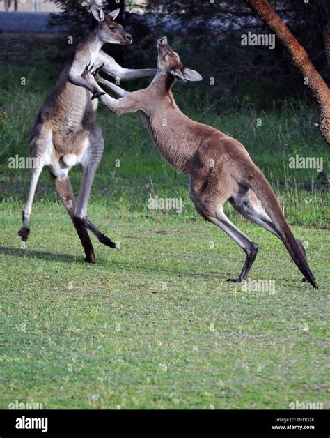 Kangaroos Fighting