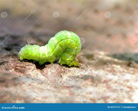 Cabbage Looper Caterpillar Stock Photos - Free & Royalty-Free Stock ...