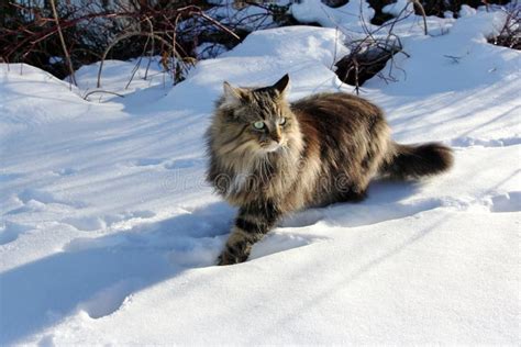 养挪威森林猫是一种怎样的体验？ - 知乎