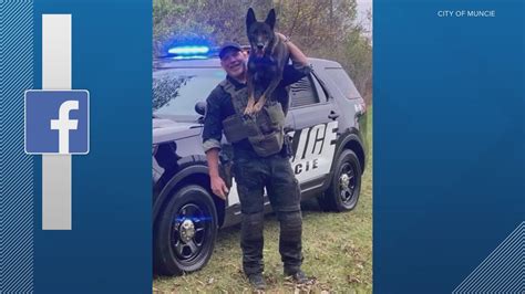 Retired Muncie Police K-9 Carlos laid to rest | wthr.com
