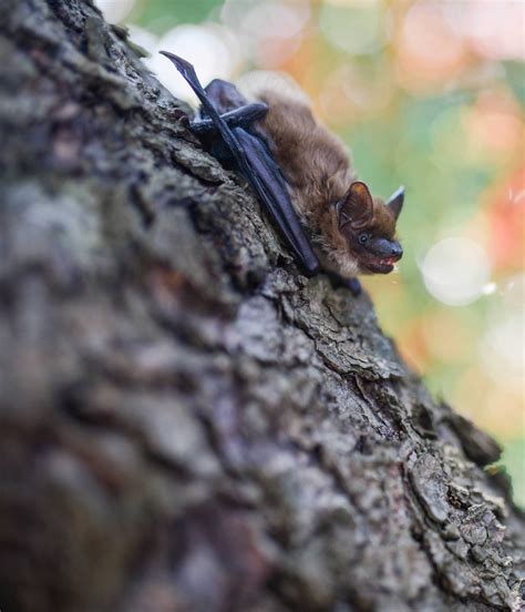 Bats removal in Ottawa & Gatineau | Aspen Wildlife Control