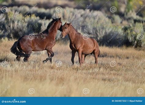 Wild Horse in Action - Washoe Lake State Park Stock Photo - Image of ...