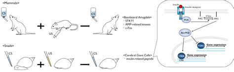 Another Example of Conditioned Taste Aversion: Case of Snails
