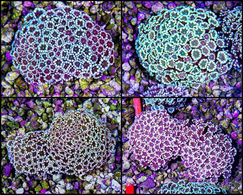 Wholesale Coral Ordering | Coral Colonies & Frags | Eye Catching Coral