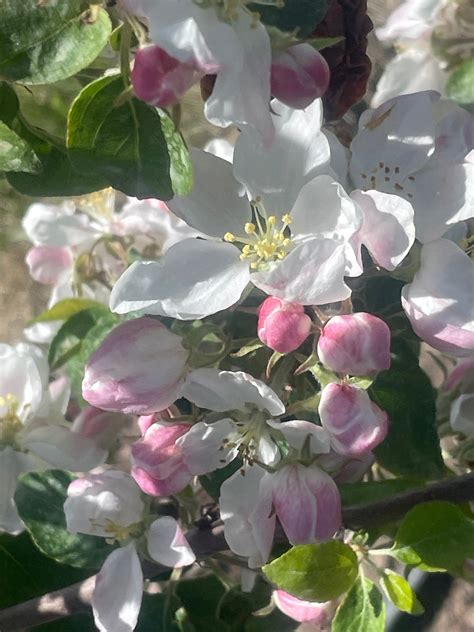 Spring Has Sprung – Untiedt's Vegetable Farm