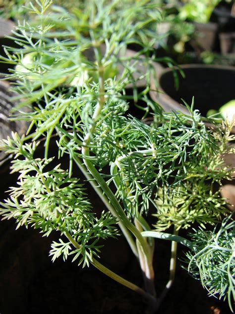 Yellowing Dill Plants: Why Is My Dill Plant Turning Yellow | Lemongrass ...
