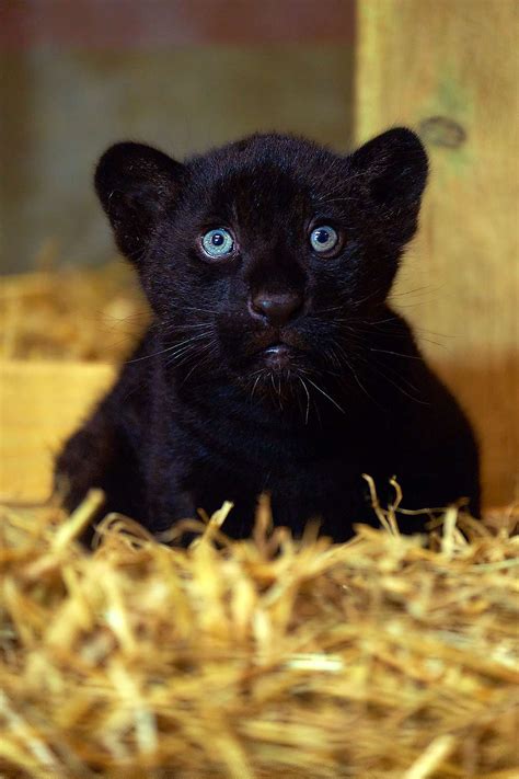 Rare Black Baby Jaguar Born at The Big Cat Sanctuary in England ...